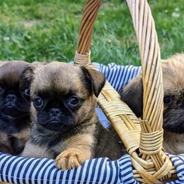 Brussels Griffons from Charming Brussels Griffon