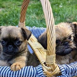 Brussels Griffons from Charming Brussels Griffon