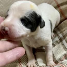 Holy - White and blue male Whippet puppy in Harlingen, Texas from Sincity Dogs Hobby Kennel
