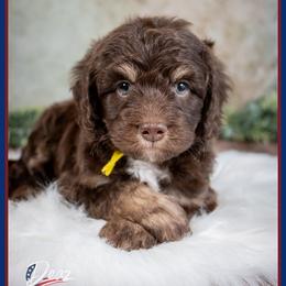 Mashey - Phantom female Bernedoodle puppy in Connersville, Indiana from Deaz Doodle Ranch