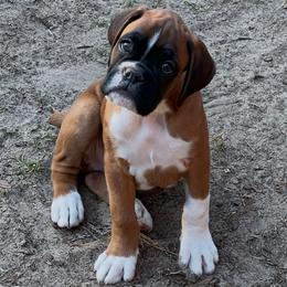 Boxer Puppies from Archangel Boxers