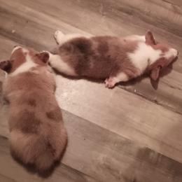 American Corgi and Pembroke Welsh Corgi Puppies from Faery Mount Farm