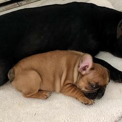 French Bulldogs from Frenchies Next Dior