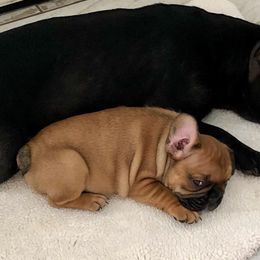 French Bulldogs from Frenchies Next Dior