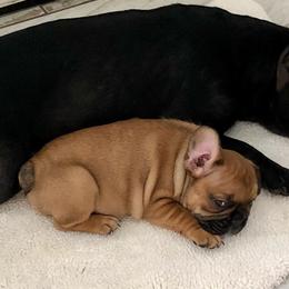 French Bulldogs from Frenchies Next Dior