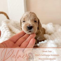 Palmer - Apricot female Goldendoodle puppy in California City, California from Summer Sun Doodles