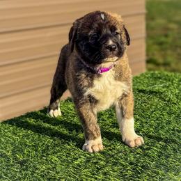 Purple collar - Brindle female Anatolian Shepherd Dog puppy in Spokane, Washington from 4D Cattle Dogs