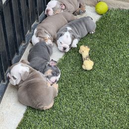 French Bulldog Puppies from Davis Family Bulldogs