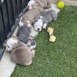 French Bulldog Puppies from Davis Family Bulldogs