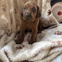 Redbone Coonhound Puppies from Morris’s redbones