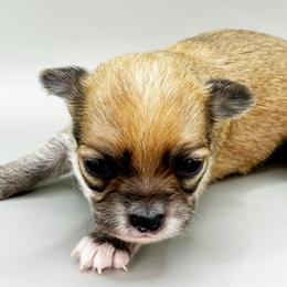 Jim - Black sabled fawn male Chihuahua puppy in Westport, New York from Chantilly chihuahuas