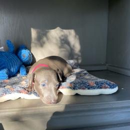 Misty - Blue female Italian Greyhound puppy in Lancaster, Missouri from White Stone Ranch