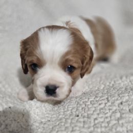 Aussiedoodle, Cavalier King Charles Spaniel, Companion Cross, French Bulldog, Goldendoodle, Morkie, Pomsky, Pug, and Yorkshire Terrier Puppies from We R Puppies