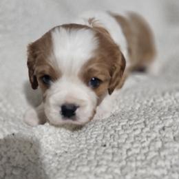 Aussiedoodle, Cavalier King Charles Spaniel, Companion Cross, French Bulldog, Goldendoodle, Morkie, Pomsky, Pug, and Yorkshire Terrier Puppies from We R Puppies