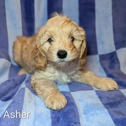 Asher - Cream male Cockapoo puppy in Sunset, Louisiana from Cano Cockapoos
