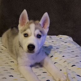 Siberian Husky Puppies from Tranton Kennels