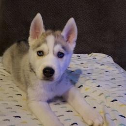 Siberian Husky Puppies from Tranton Kennels