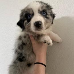 Emerald - Blue merle female Australian Shepherd puppy in Weeki Wachee, Florida from Ace of Spades Australian Shepherds