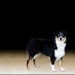 Moxon - Australian Shepherd