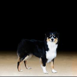 Moxon - Australian Shepherd