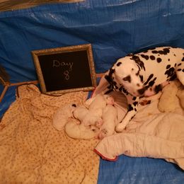 Dalmatian Puppies from Hillcreek Dalmatians