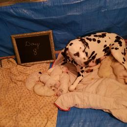 Dalmatian Puppies from Hillcreek Dalmatians