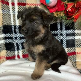 Evergreen - Black and tan female German Shepherd puppy in Walla Walla, Washington from Silver Knight Shepherds