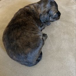 Pickles - Brindle female Dachshund puppy in Milroy, Pennsylvania from Not Your Average Weiner