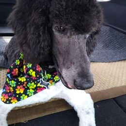 Poodle All Grown Up from Ryan Casey's Standard Poodles