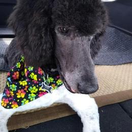 Poodle All Grown Up from Ryan Casey's Standard Poodles