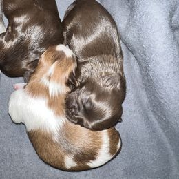 Shih Tzu Puppies from The Lion dog Shih Tzu