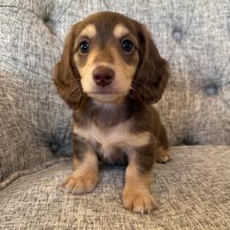 Vera - Chocolate and cream female Dachshund puppy in Fort Gibson, Oklahoma from Cooper’s Dachshunds