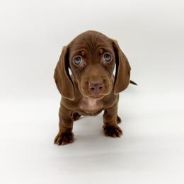 Rose - Chocolate female Dachshund puppy in Waddell, Arizona from Neu Doxies