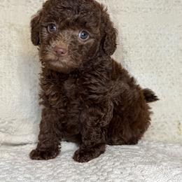 Ryker - Chocolate male Goldendoodle puppy in Lancaster, Kentucky from Dream Paws Puppies, LLC