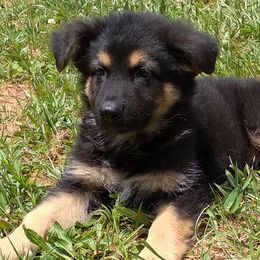 German Shepherds from Von Kopfe Schutzengel Kennels