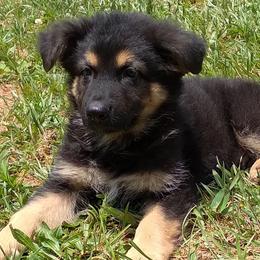 German Shepherds from Von Kopfe Schutzengel Kennels