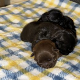 Shih Tzu puppies from Fortheloveofshihtzus