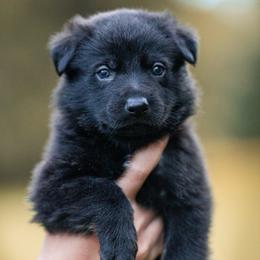 Crow - Bi-color male German Shepherd puppy in Salem, Ohio from von den Kilöff Working German Shepherds