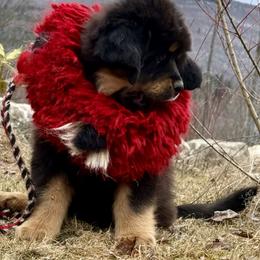 Green collar - Black and tan male Tibetan Mastiff puppy in Berlin, New Hampshire from Great North Woods Tibetan Mastiffs