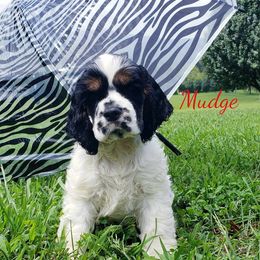 Cocker Spaniel Puppies from Stephanie Begley