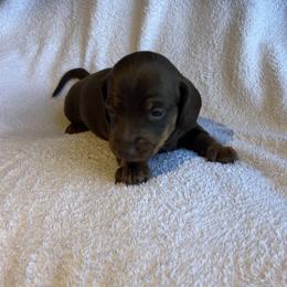 Rio - Chocolate and tan male Dachshund puppy in Mocksville, North Carolina from The Dachs of Hazzard Dachshunds