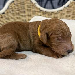 Girl 2 - female Goldendoodle puppy in Clermont, Florida from Da Ruba Doodles
