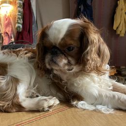 Dachshund and English Toy Spaniel Puppies from Draggonfly Manor