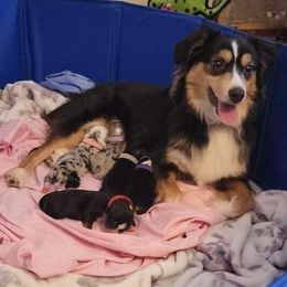 Miniature Australian Shepherds from DRS Mini Australian Shepherds