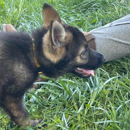 No name yet - Sable female German Shepherd puppy in Warren County, Tennessee from K.A.K’s German Shepherds