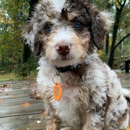 Caleb - Chocolate merle male Bernedoodle puppy in New Ringgold, Pennsylvania from Hawk Mountain Doodles