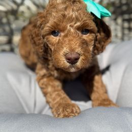 Amia - Apricot Poodle puppy in New Jersey from Lavishly Loved Pets LLC