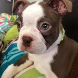 Boston Terrier Puppies from Lola’s House of Bostons & Rescue