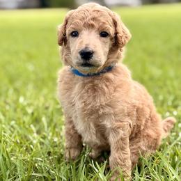 Mr Blue Collar (video) - Apricot male Poodle puppy in Screven, Georgia from Dreamland Standard Poodles