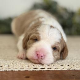 Jasper - Blenheim male Cavapoo puppy in Kankakee, Illinois from Apricot Roots Doodles